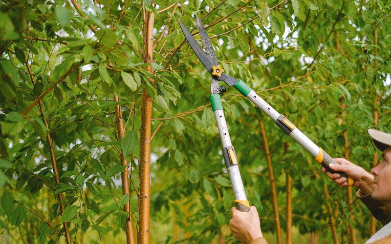 Tree trimming in Callao, MO
